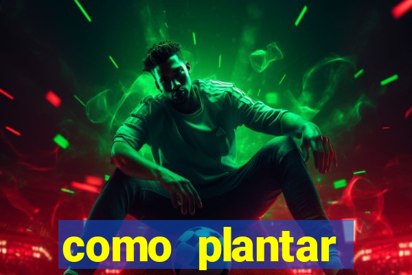 como plantar gergelim no vaso