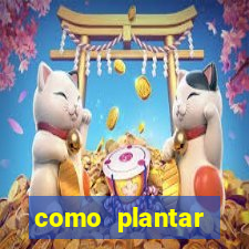 como plantar gergelim no vaso