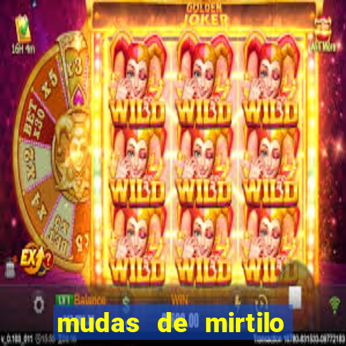 mudas de mirtilo em porto alegre