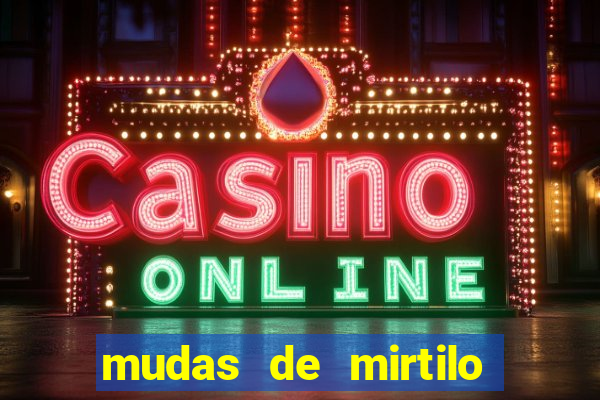 mudas de mirtilo em porto alegre