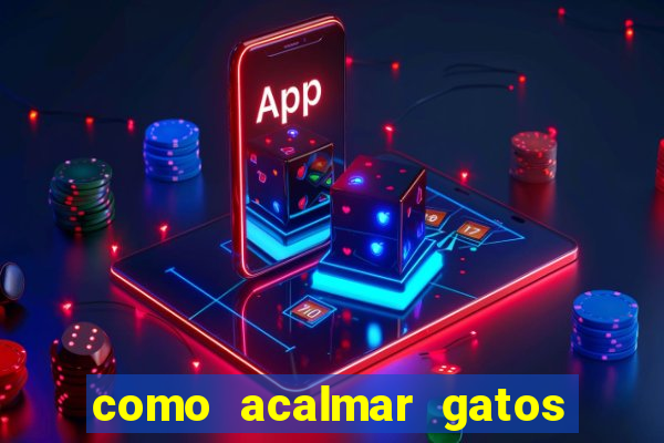 como acalmar gatos agitados a noite
