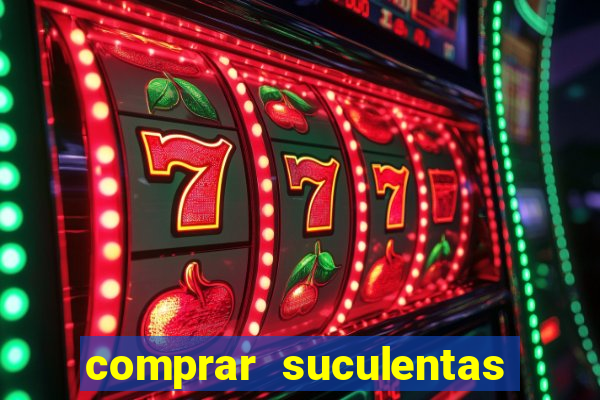 comprar suculentas direto do produtor