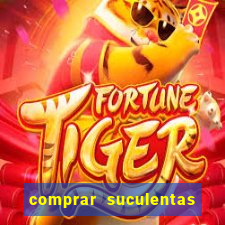 comprar suculentas direto do produtor