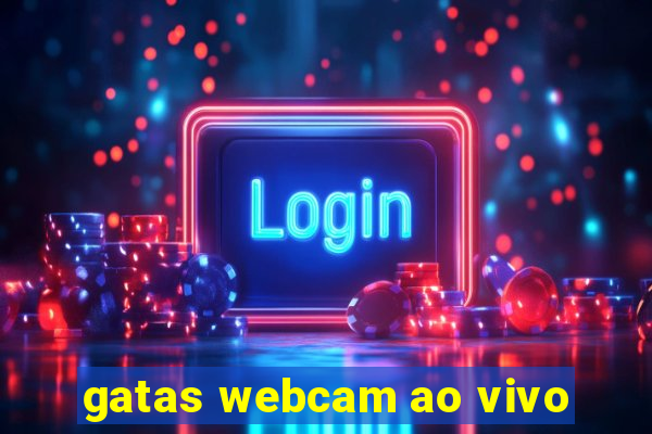 gatas webcam ao vivo
