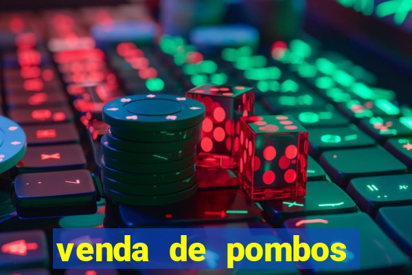 venda de pombos correios olx