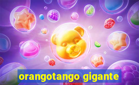 orangotango gigante