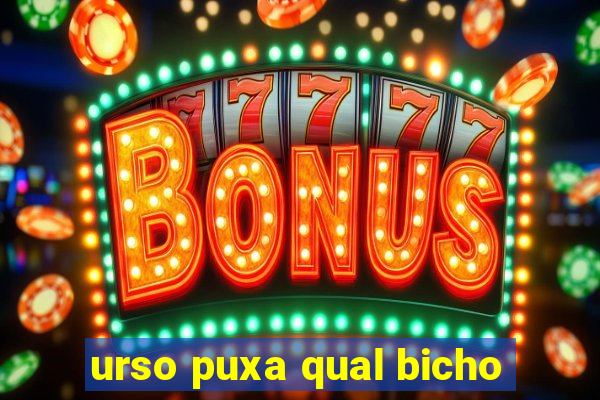 urso puxa qual bicho
