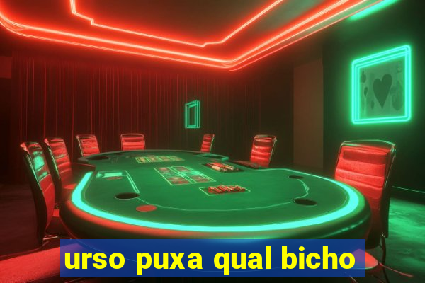 urso puxa qual bicho