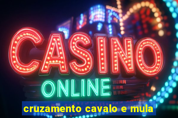 cruzamento cavalo e mula