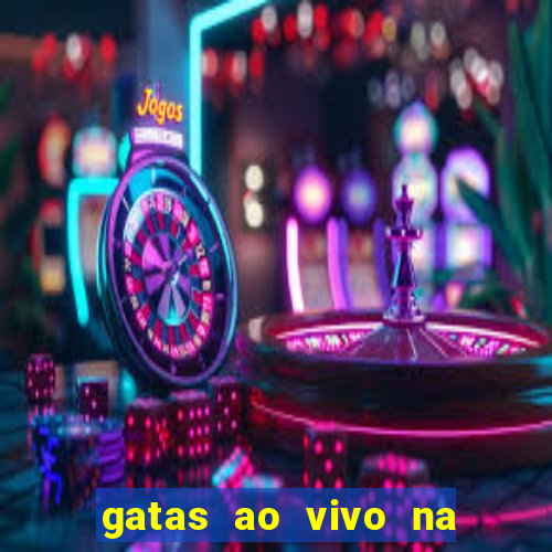 gatas ao vivo na web cam