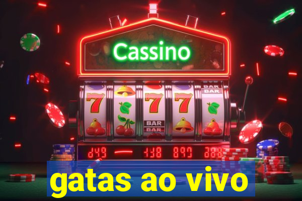 gatas ao vivo