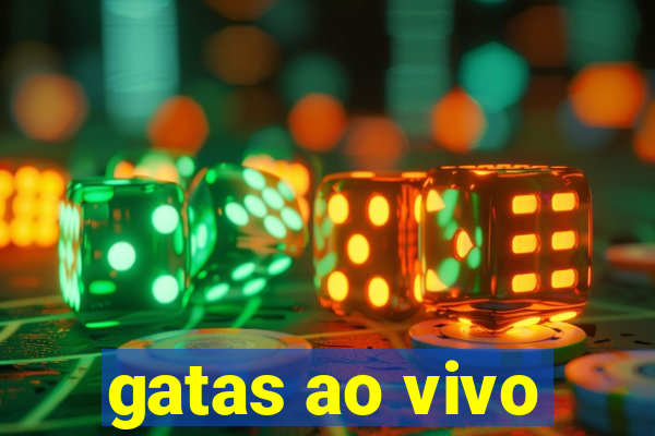 gatas ao vivo