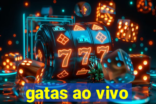 gatas ao vivo