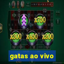 gatas ao vivo