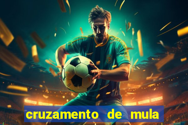 cruzamento de mula com cavalo