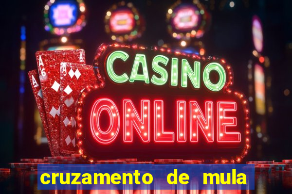 cruzamento de mula com cavalo