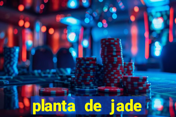 planta de jade significado espiritual