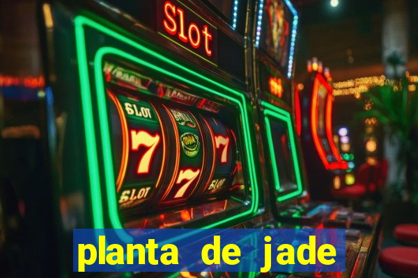 planta de jade significado espiritual