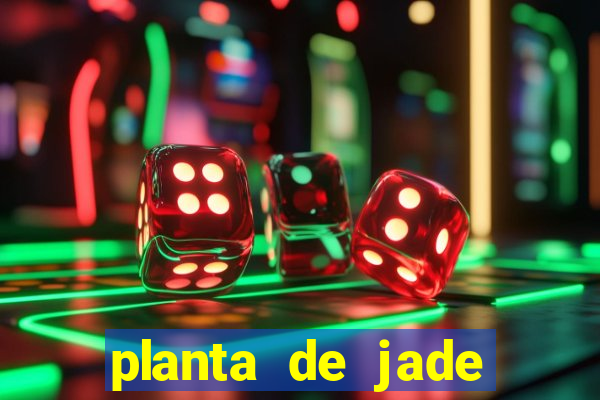 planta de jade significado espiritual