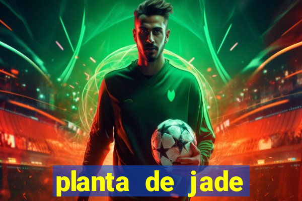planta de jade significado espiritual