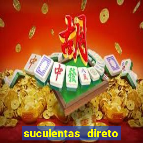 suculentas direto do produtor rs