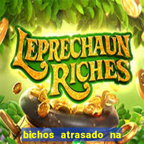 bichos atrasado na loteria dos sonhos